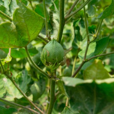 Bitkinin üzerine yeşil pamuk. Pamuk askısı. Pamuk fabrikası. Yeşil pamuk. Çekirdekli Hibiscus. Henüz keşfedilmemiş Yeşil Pamuk Boll. Levant Cotton 'lar. Gossypium herbaceum.