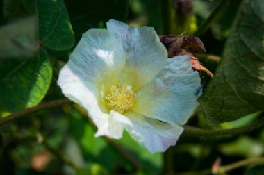 Bitkinin üzerine yeşil pamuk. Pamuk askısı. Pamuk fabrikası. Yeşil pamuk. Çekirdekli Hibiscus. Henüz keşfedilmemiş Yeşil Pamuk Boll. Levant Cotton 'lar. Gossypium herbaceum.