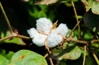 Bitkinin üzerine yeşil pamuk. Pamuk askısı. Pamuk fabrikası. Yeşil pamuk. Çekirdekli Hibiscus. Henüz keşfedilmemiş Yeşil Pamuk Boll. Levant Cotton 'lar. Gossypium herbaceum.