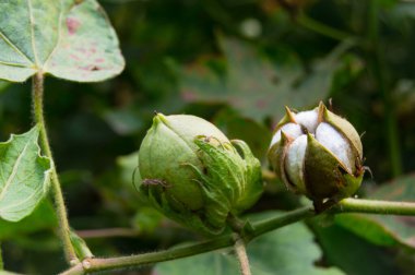 Bitkinin üzerine yeşil pamuk. Pamuk askısı. Pamuk fabrikası. Yeşil pamuk. Çekirdekli Hibiscus. Henüz keşfedilmemiş Yeşil Pamuk Boll. Levant Cotton 'lar. Gossypium herbaceum.
