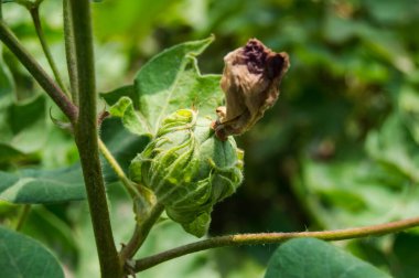 Bitkinin üzerine yeşil pamuk. Pamuk askısı. Pamuk fabrikası. Yeşil pamuk. Çekirdekli Hibiscus. Henüz keşfedilmemiş Yeşil Pamuk Boll. Levant Cotton 'lar. Gossypium herbaceum.