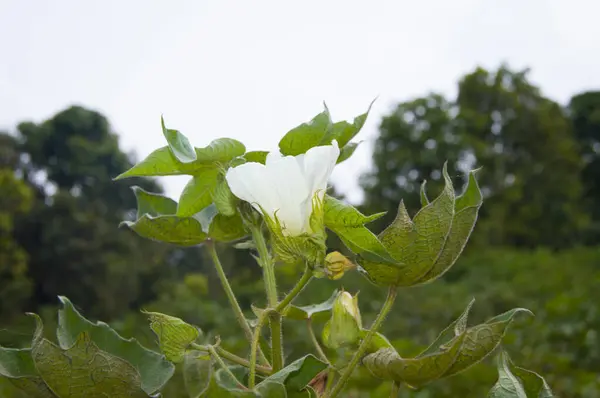 Bitkinin üzerine yeşil pamuk. Pamuk askısı. Pamuk fabrikası. Yeşil pamuk. Çekirdekli Hibiscus. Henüz keşfedilmemiş Yeşil Pamuk Boll. Levant Cotton 'lar. Gossypium herbaceum.