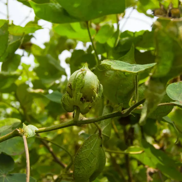 stock image Green cotton boll on plant. Hanging cotton boll. Cotton plant. Green cotton boll . Hibiscus with seeds. Unopened Green Cottons Boll. Levant Cottons. Gossypium herbaceum.