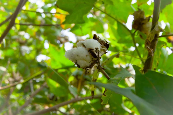 Bitkinin üzerine yeşil pamuk. Pamuk askısı. Pamuk fabrikası. Yeşil pamuk. Çekirdekli Hibiscus. Henüz keşfedilmemiş Yeşil Pamuk Boll. Levant Cotton 'lar. Gossypium herbaceum.
