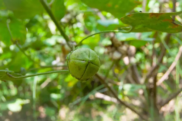 Bitkinin üzerine yeşil pamuk. Pamuk askısı. Pamuk fabrikası. Yeşil pamuk. Çekirdekli Hibiscus. Henüz keşfedilmemiş Yeşil Pamuk Boll. Levant Cotton 'lar. Gossypium herbaceum.