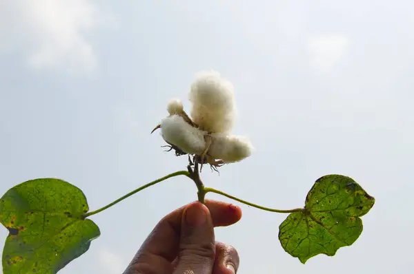 Bitkinin üzerine yeşil pamuk. Pamuk askısı. Pamuk fabrikası. Yeşil pamuk. Çekirdekli Hibiscus. Henüz keşfedilmemiş Yeşil Pamuk Boll. Levant Cotton 'lar. Gossypium herbaceum.