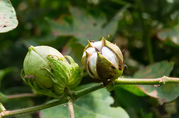 Bitkinin üzerine yeşil pamuk. Pamuk askısı. Pamuk fabrikası. Yeşil pamuk. Çekirdekli Hibiscus. Henüz keşfedilmemiş Yeşil Pamuk Boll. Levant Cotton 'lar. Gossypium herbaceum.