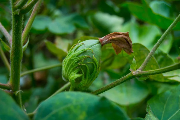 Green cotton boll on plant. Hanging cotton boll. Cotton plant. Green cotton boll . Hibiscus with seeds. Unopened Green Cottons Boll. Levant Cottons. Gossypium herbaceum.