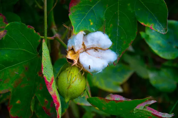 Bitkinin üzerine yeşil pamuk. Pamuk askısı. Pamuk fabrikası. Yeşil pamuk. Çekirdekli Hibiscus. Henüz keşfedilmemiş Yeşil Pamuk Boll. Levant Cotton 'lar. Gossypium herbaceum.