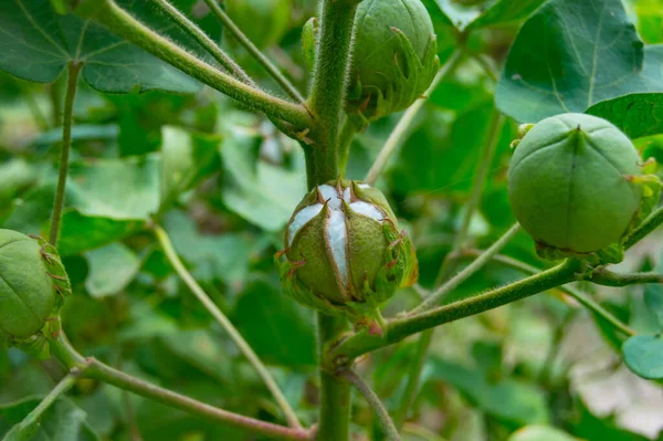Bitkinin üzerine yeşil pamuk. Pamuk askısı. Pamuk fabrikası. Yeşil pamuk. Çekirdekli Hibiscus. Henüz keşfedilmemiş Yeşil Pamuk Boll. Levant Cotton 'lar. Gossypium herbaceum.