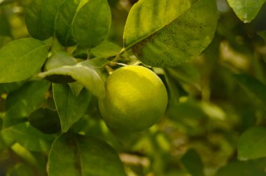 Dalda asılı yeşil nar meyvesi. Citrus Fruit. Meyveli limon ağacı. Sağlıklı kalamansi ya da kalamondin yakın çekim. pani dodam. Turunçgil limetta. kalamansi.