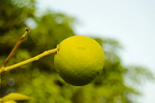 Bergamot portakalı. Ekşi turuncu bergamot meyveleri sana yakın duruyor. Ağaçta Bergamot portakalının yeşil meyveleri, Citrus bergamia. Dalda asılı yeşil nar meyvesi. Citrus Fruit. kalamondin.