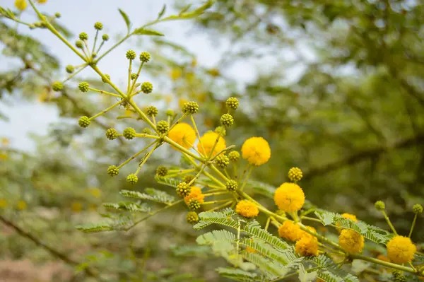 Bahçedeki bir bitkiyi kapat.