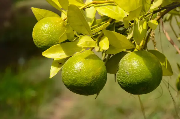 Dalda asılı yeşil nar meyvesi. Citrus Fruit. Meyveli limon ağacı. Sağlıklı kalamansi ya da kalamondin yakın çekim. pani dodam. Turunçgil limetta. kalamansi.