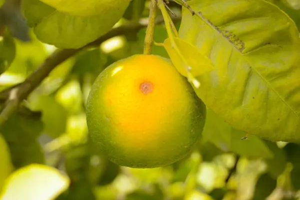Dalda asılı yeşil nar meyvesi. Citrus Fruit. Meyveli limon ağacı. Sağlıklı kalamansi ya da kalamondin yakın çekim. pani dodam. Turunçgil limetta. kalamansi.