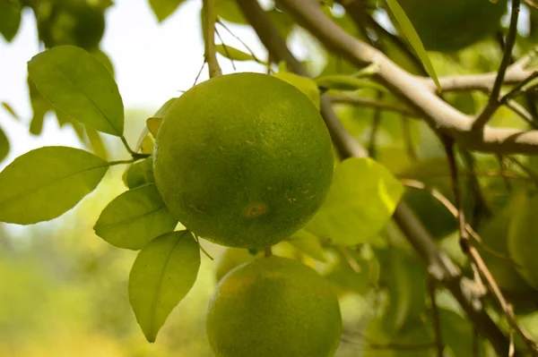 Dalda asılı yeşil nar meyvesi. Citrus Fruit. Meyveli limon ağacı. Sağlıklı kalamansi ya da kalamondin yakın çekim. pani dodam. Turunçgil limetta. kalamansi.