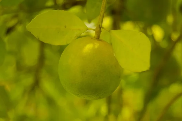 Dalda asılı yeşil nar meyvesi. Citrus Fruit. Meyveli limon ağacı. Sağlıklı kalamansi ya da kalamondin yakın çekim. pani dodam. Turunçgil limetta. kalamansi.