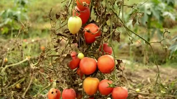 赤い熟したトマトはベッドの枝にかかっています 太陽はトマトの上で遊ぶ 有機環境野菜の栽培 適切な栄養 テーブルに新鮮なビタミンエコ野菜 有機農業 — ストック動画