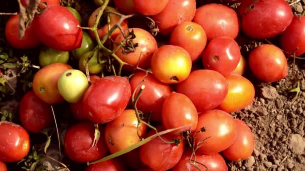 Czerwone Dojrzałe Pomidory Wiszą Gałęzi Łóżku Słońce Bawi Się Pomidorze — Wideo stockowe