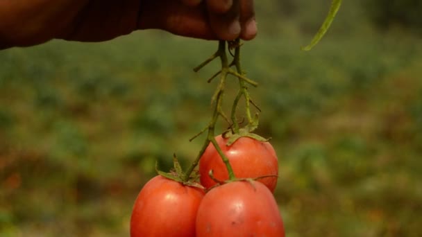 Rote Reife Tomaten Hängen Einem Zweig Beet Die Sonne Spielt — Stockvideo