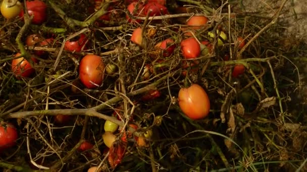 토마토가 침대에 나뭇가지에 있습니다 토마토는 졌습니다 유기농 야채를 재배하는 것입니다 — 비디오