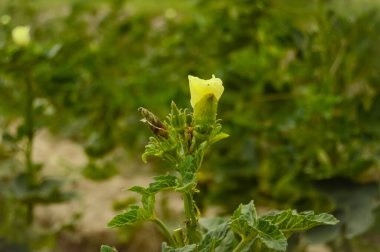 Bahçedeki sarı çiçek