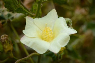 Gossypium herbaceum taze tohum podları ile kapanır. Bitki üzerinde asılı duran pamuk tohumu. Konuya Seçici Odaklanma ile. Beyaz pamuk çiçeklerini kapatın. Pamuk Çiftliğinde çiğ organik pamuk yetiştiriliyor.