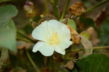 Gossypium herbaceum taze tohum podları ile kapanır. Bitki üzerinde asılı duran pamuk tohumu. Konuya Seçici Odaklanma ile. Beyaz pamuk çiçeklerini kapatın. Pamuk Çiftliğinde çiğ organik pamuk yetiştiriliyor.