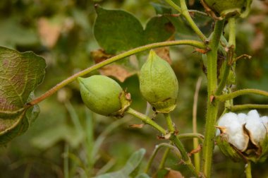 Pamuk tarlasında çiğ organik pamuk yetiştiriliyor. Pamuk Çiçeği. Konuya Seçici Odaklanma ile. Konuya seçici odaklı Gossypium herbaceum.....