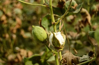Pamuk tarlasında çiğ organik pamuk yetiştiriliyor. Pamuk Çiçeği. Konuya Seçici Odaklanma ile. Konuya seçici odaklı Gossypium herbaceum.....