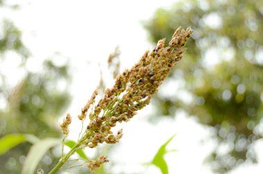 Süpürge mısırını kapat. Süpürge mısır. Yeşil bahçe arka planında büyüyen sorghum Millet. Süpürge tarlası mısırı. Sorghum Millet Tarlası. Konuya Seçici Odaklanma ile.