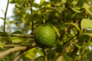 Bergamot portakalı. Ekşi turuncu bergamot meyveleri sana yakın duruyor. Ağaçta Bergamot portakalının yeşil meyveleri, Citrus bergamia. Dalda asılı yeşil nar meyvesi. Citrus Fruit. kalamondin.