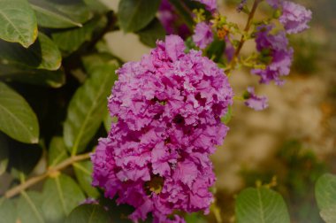 Lagerstroemia SP 'yi kapatın. Ya da Mor Çubuk Mersin veya Krep mersin çiçekleri bahçede, Görüntü doğa arka planında. Rododendron. Sinekler. Fransız ortancaları. Leylak. Stoklar çiçek açar. Phlox..