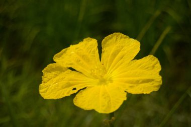 Sünger kabağı çiçeğini kapat. Sünger kabak çiçeği. Yeşil yapraklara karşı sarı Sünger kabağı çiçeği. Luffa aegyptiaca, sünger kabağı, Mısır salatalığı veya Vietnam luffası. Seçici odak.