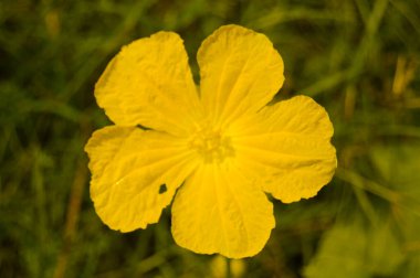 Sünger kabağı çiçeğini kapat. Sünger kabak çiçeği. Yeşil yapraklara karşı sarı Sünger kabağı çiçeği. Luffa aegyptiaca, sünger kabağı, Mısır salatalığı veya Vietnam luffası. Seçici odak.