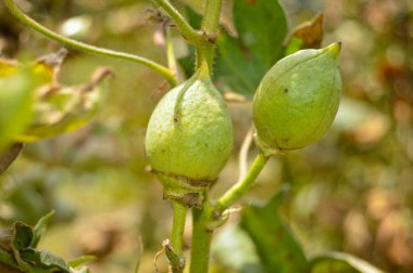 Bitkinin üzerine yeşil pamuk. Pamuk askısı. Pamuk fabrikası. Yeşil pamuk. Çekirdekli Hibiscus. Henüz keşfedilmemiş Yeşil Pamuk Boll. Levant Cotton 'lar. Gossypium herbaceum.