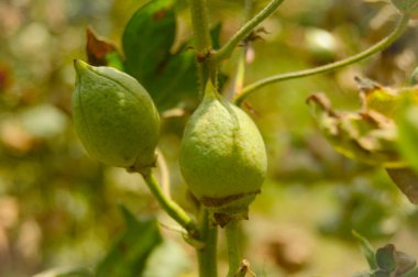 Bitkinin üzerine yeşil pamuk. Pamuk askısı. Pamuk fabrikası. Yeşil pamuk. Çekirdekli Hibiscus. Henüz keşfedilmemiş Yeşil Pamuk Boll. Levant Cotton 'lar. Gossypium herbaceum.