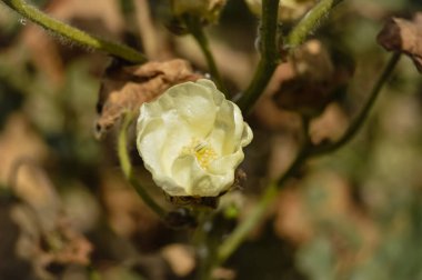 Gossypium herbaceum taze tohum podları ile kapanır. Bitki üzerinde asılı duran pamuk tohumu. Konuya Seçici Odaklanma ile. Beyaz pamuk çiçeklerini kapatın. Pamuk Çiftliğinde çiğ organik pamuk yetiştiriliyor.