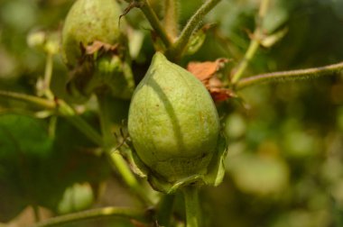 Bitkinin üzerine yeşil pamuk. Pamuk askısı. Pamuk fabrikası. Yeşil pamuk. Çekirdekli Hibiscus. Henüz keşfedilmemiş Yeşil Pamuk Boll. Levant Cotton 'lar. Gossypium herbaceum.