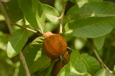 Eski guava meyvesi. Guava meyvesi asıyor. Guava dalda. Ağaçtaki meyve. Guava 'ya yaklaş.