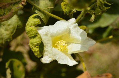 Gossypium herbaceum taze tohum podları ile kapanır. Bitki üzerinde asılı duran pamuk tohumu. Konuya Seçici Odaklanma ile. Beyaz pamuk çiçeklerini kapatın. Pamuk Çiftliğinde çiğ organik pamuk yetiştiriliyor.