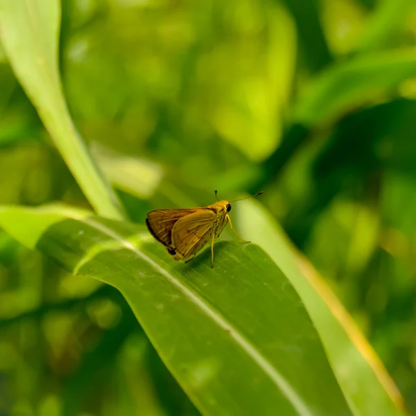 Küçük markalı Swift 'i kapatın. Dağlanmış kırlangıçlar. borbo cinnara. Eufala kaptanı. Kaptan. Küçük bir cam kanadı. wallengrenia. Oryantasyon genleri. Yeşil portakallar. crossline skipper.