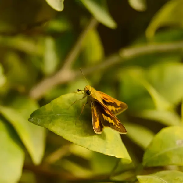 Küçük markalı Swift 'i kapatın. Dağlanmış kırlangıçlar. borbo cinnara. Eufala kaptanı. Kaptan. Küçük bir cam kanadı. wallengrenia. Oryantasyon genleri. Yeşil portakallar. crossline skipper.