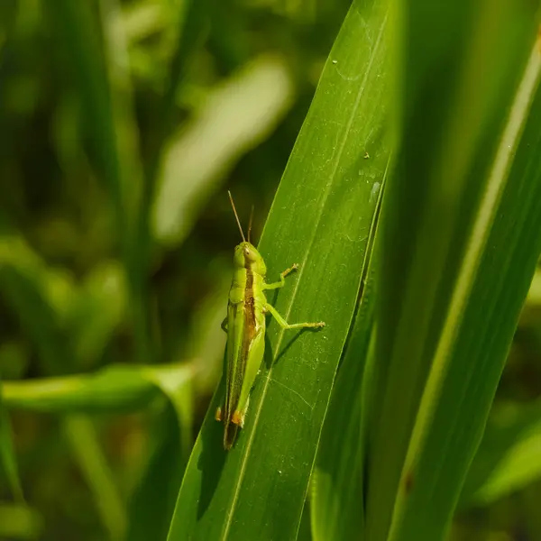 Yaprağın üzerinde yeşil çekirge