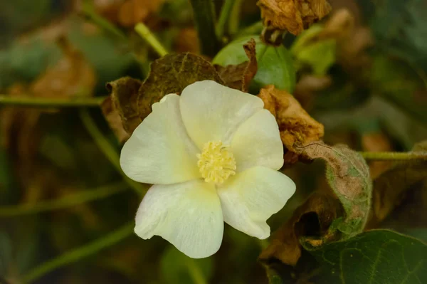 Gossypium herbaceum taze tohum podları ile kapanır. Bitki üzerinde asılı duran pamuk tohumu. Konuya Seçici Odaklanma ile. Beyaz pamuk çiçeklerini kapatın. Pamuk Çiftliğinde çiğ organik pamuk yetiştiriliyor.