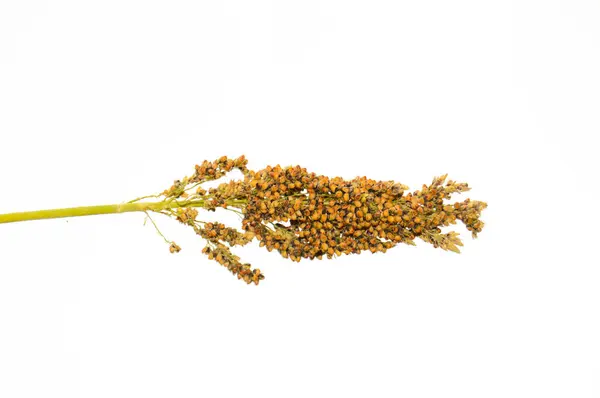 Süpürge mısırını kapat. Süpürge mısır. Yeşil bahçe arka planında büyüyen sorghum Millet. Süpürge tarlası mısırı. Sorghum Millet Tarlası. Konuya Seçici Odaklanma ile.