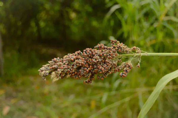 Süpürge mısırını kapat. Süpürge mısır. Yeşil bahçe arka planında büyüyen sorghum Millet. Süpürge tarlası mısırı. Sorghum Millet Tarlası. Konuya Seçici Odaklanma ile.