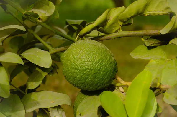 Yapraklı yeşil limon meyvesini kapat.