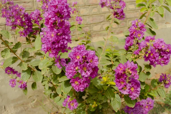 Lagerstroemia SP 'yi kapatın. Ya da Mor Çubuk Mersin veya Krep mersin çiçekleri bahçede, Görüntü doğa arka planında. Rododendron. Sinekler. Fransız ortancaları. Leylak. Stoklar çiçek açar. Phlox..