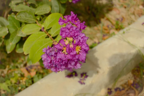 Lagerstroemia SP 'yi kapatın. Ya da Mor Çubuk Mersin veya Krep mersin çiçekleri bahçede, Görüntü doğa arka planında. Rododendron. Sinekler. Fransız ortancaları. Leylak. Stoklar çiçek açar. Phlox..
